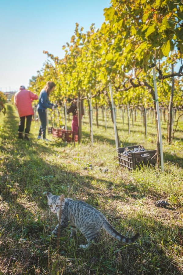Agriturismo Bellofatto Torella dei Lombardi Ngoại thất bức ảnh