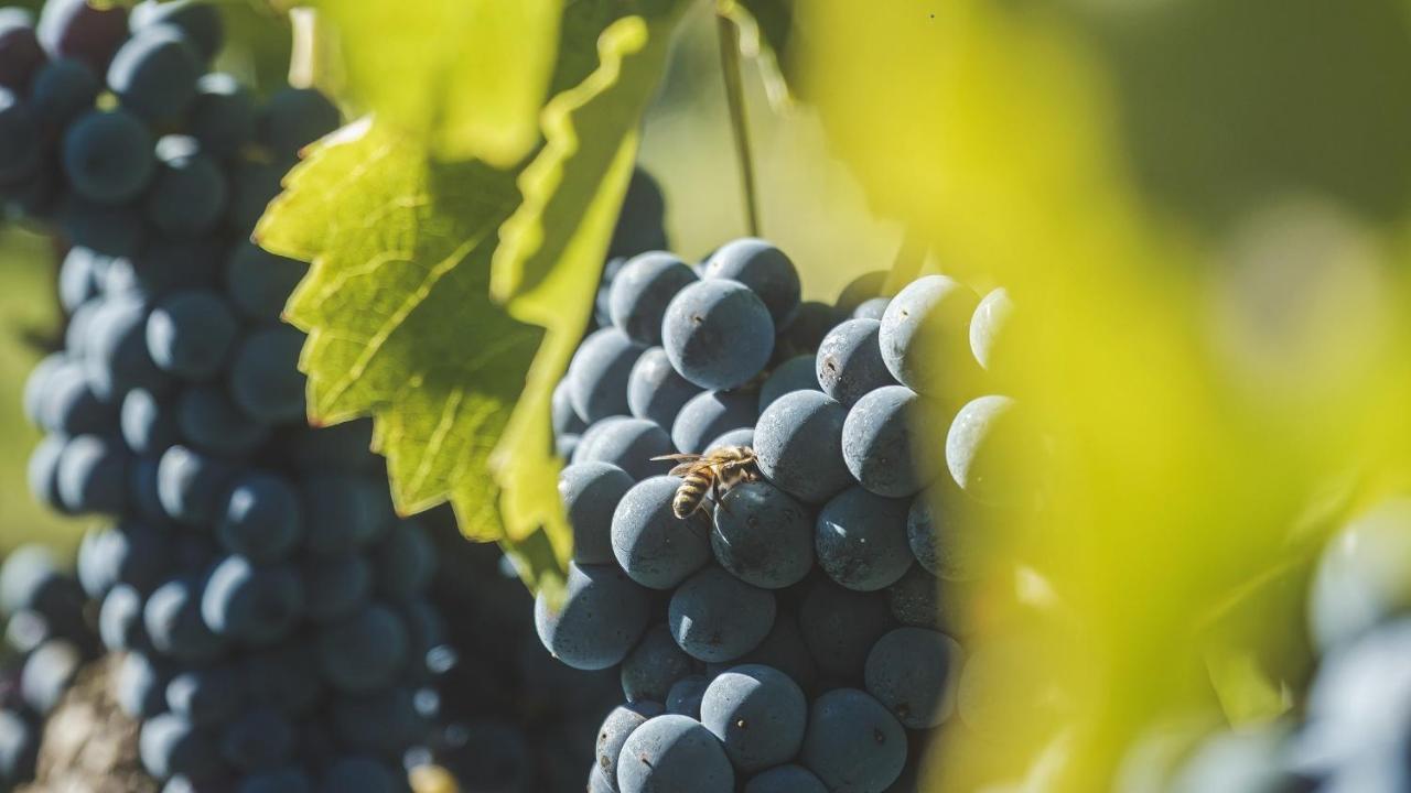 Agriturismo Bellofatto Torella dei Lombardi Ngoại thất bức ảnh